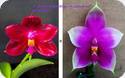 Phal. Chienlung Red King x Samera Red